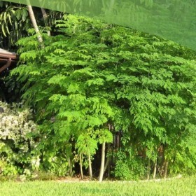  بذور شجرة المورينجا ( 10 بذرات ) 