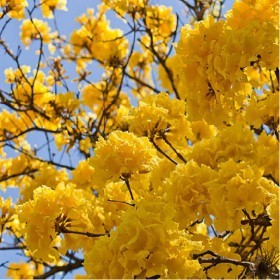  بذور شجرة التابوبيا الذهبية ( 10 بذرة ) 