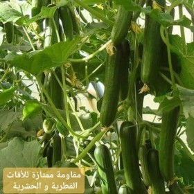  خيار سلطان  F 1  ( ٢٠ بذرة ) 