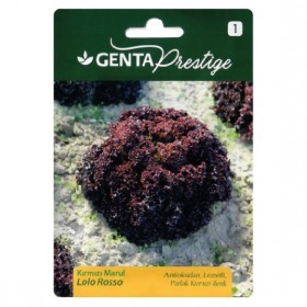  خس لولو قرمزي تركي 