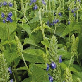  بذور الشيا - المرامية الإسبانية ١٠٠ بذرة 