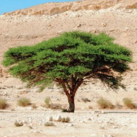 بذور الطلح النجدي 20 بذرة 