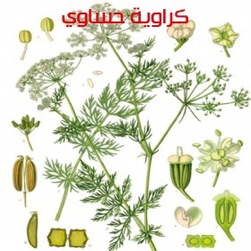  بذور كراوية من الاحساء ( ٢٠ غرام  ) 