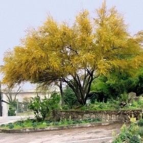  بذور أكاسيا الفتنة  ( ٢٠ بذرة ) 