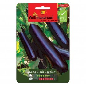  باذنجان أسود طويل 