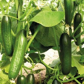  خيار الظاهر F1 ( 25  بذرة  ) 