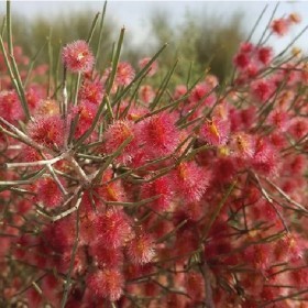  بذور شجرة الأَرْطَى ( ٢٥ بذرة  ) 