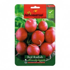  فجل احمر اسباني 