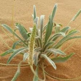  بذور الربلة + 500 بذرة 
