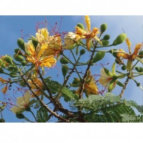  شجرة الرنف النادرة  ( 10 بذرات) 