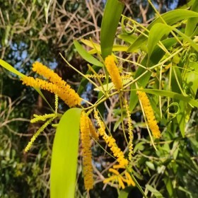  بذور شجرة أكاسيا أوريكو ليفورمس ( 15 بذرة  ) 