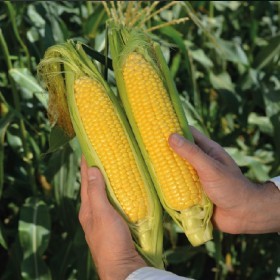  ذرة أمريكية  سوبر سويت 50 بذرة 