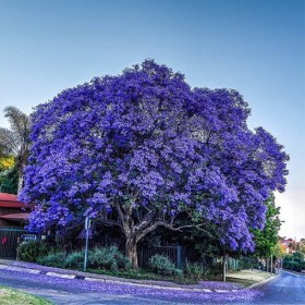  جاكرندا بنفسجي  25 بذرة 