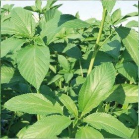  بذور ملوخية خضراء عضوية  ( 25  جرام ) 