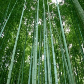  الخيزران العملاق البامبو١٠ بذور 