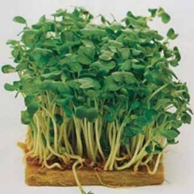  ماسترد ابيض 