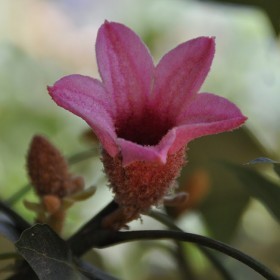  بذور شجرة استركوليا لوريدا ( ١٥ بذرة  ) 