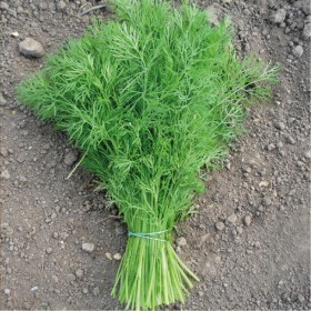  شبنت نسيم التركية ‏ 