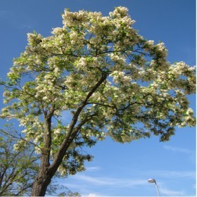  شجرة الروبينيا Robinia Hispida ١٠ بذور 