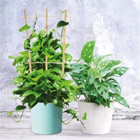  ستاند بامبو ( عدد 2 حبة ) 