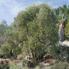  بذور الجوجوبا ( 10 بذرات ) 