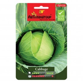  ملفوف أخضر دائري 