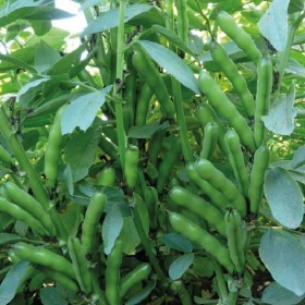  فول اخضر عضوي 25 بذرة 