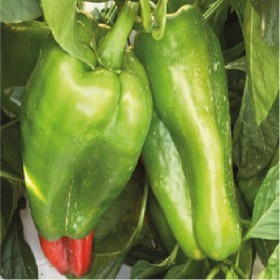  ( 3 غرام ) Yolo Wonder    فلفل بارد امريكي 