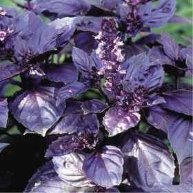  بذور الريحان الليلي 50 بذرة 