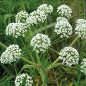  بذور اليانسون 200  بذرة 