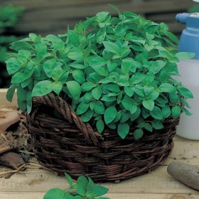  ريحان ليموني 