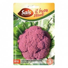  زهرة بنفسجي إيطالي 