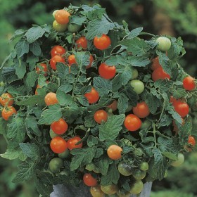  طماطم الحديقة اللؤلؤي 