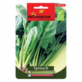  سبانخ خضراء 