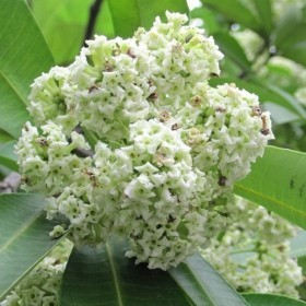  شجرة المليون زهرة - ألستونيا ( 20 بذرة ) 