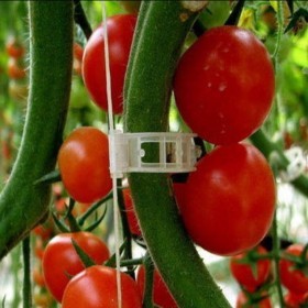  حبل ابيض  لتعليق النباتات 50 متر 