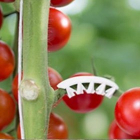  بلاستيك حماية الأغصان 