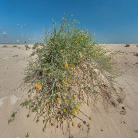  بذور نبات العرفج ( 25 بذرة  ) 