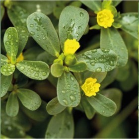  بقلة بربير عضوية  25 غرام 