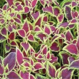  بذور زهرة السجاد ب١٠ بذرات 