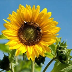  بذوردوار الشمس الحساوي (20 غرام ) 