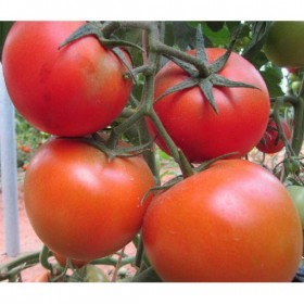  ( 15 بذرة )  طماطم ديانا F1 