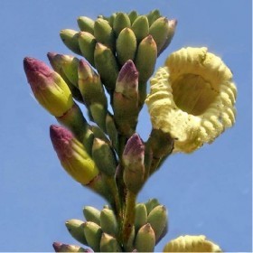  التابوبيا الهنديه  (10) بذور 