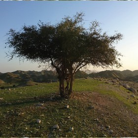  شجرة السدر البري (20  بذرة ) 