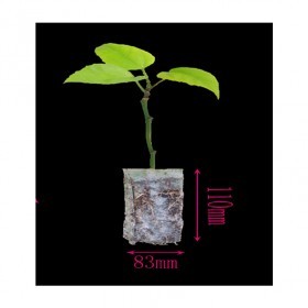  كيس تشتيل صديق للبيئة(20 كيس ) 