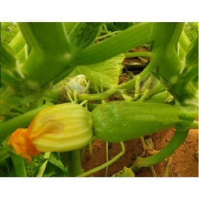  كوسا شروق ستار F1 (25  بذرة ) 