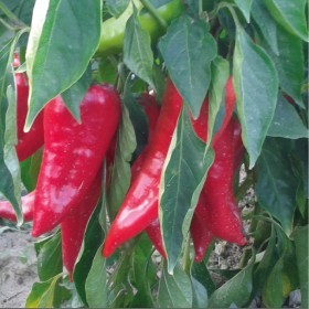  فلفل احمر يالوفا ياغليك ‏ تركي 