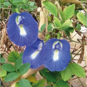  متسلقة الشاي الأزرق 25 بذرة 