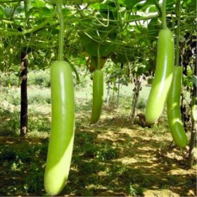  ( 10 بذرة )  بذور القرع الأخضر هجين F1 