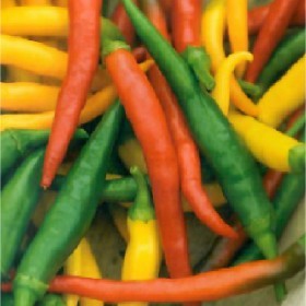  فلفل حار ملون طويل 